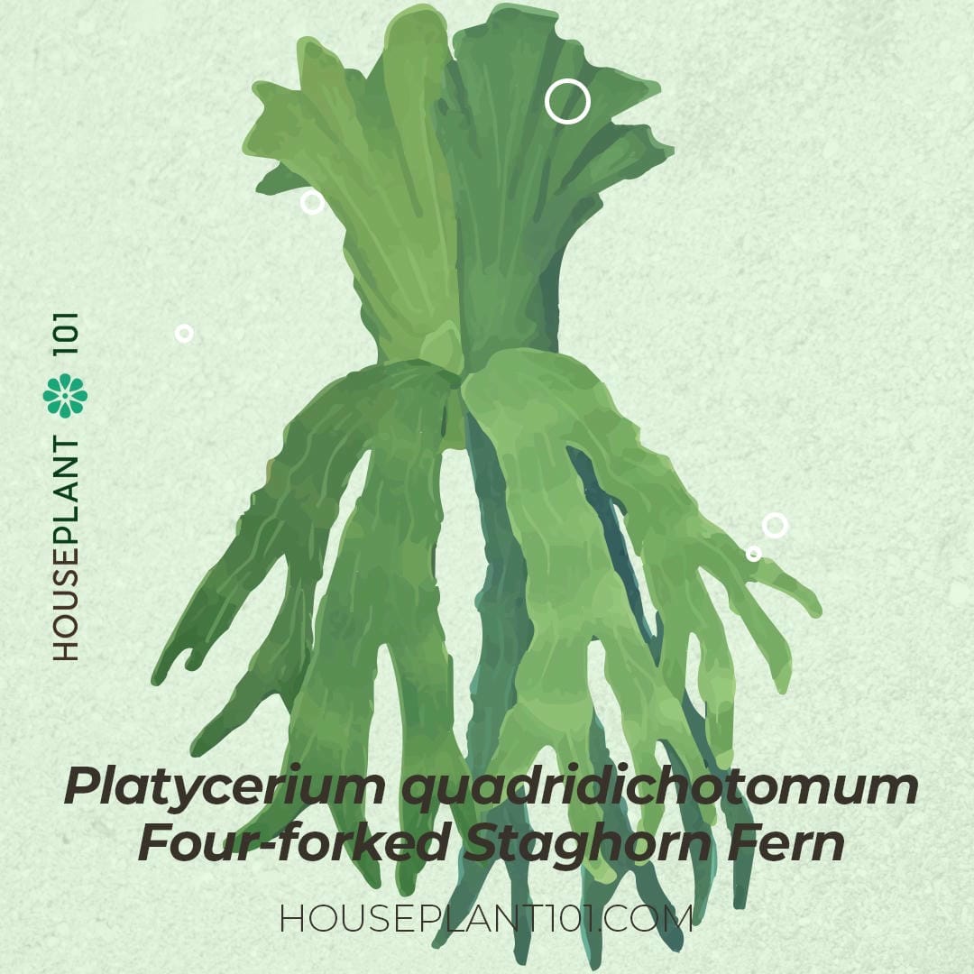 Platycerium quadridichotomum (Four-Forked Staghorn Fern) with highly branched fronds