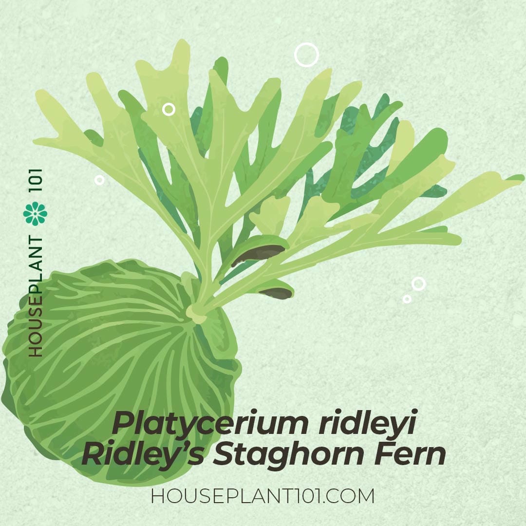 Platycerium ridleyi (Ridley’s Staghorn Fern) with net-like fronds