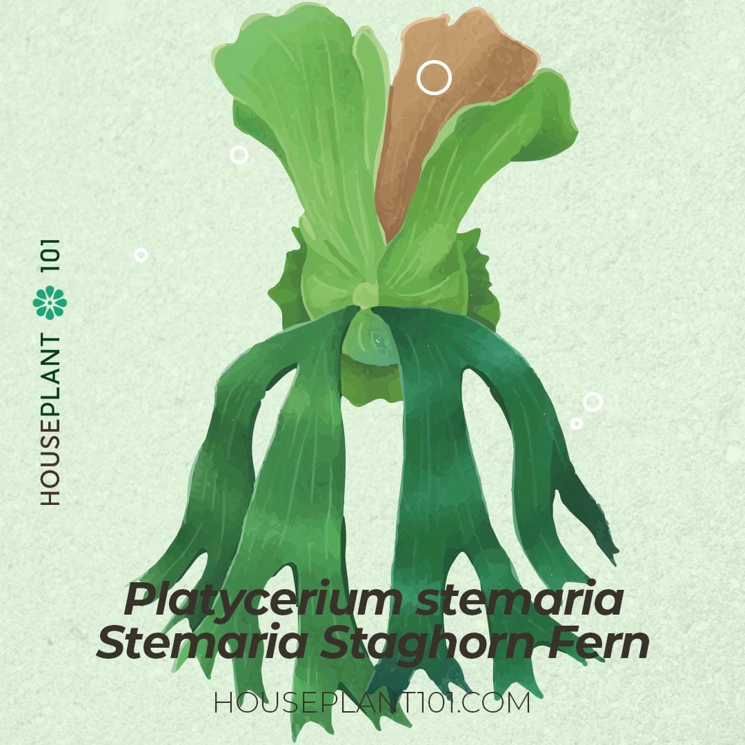 Platycerium stemaria (African Staghorn, Triangle Staghorn Fern) with star-shaped fertile fronds