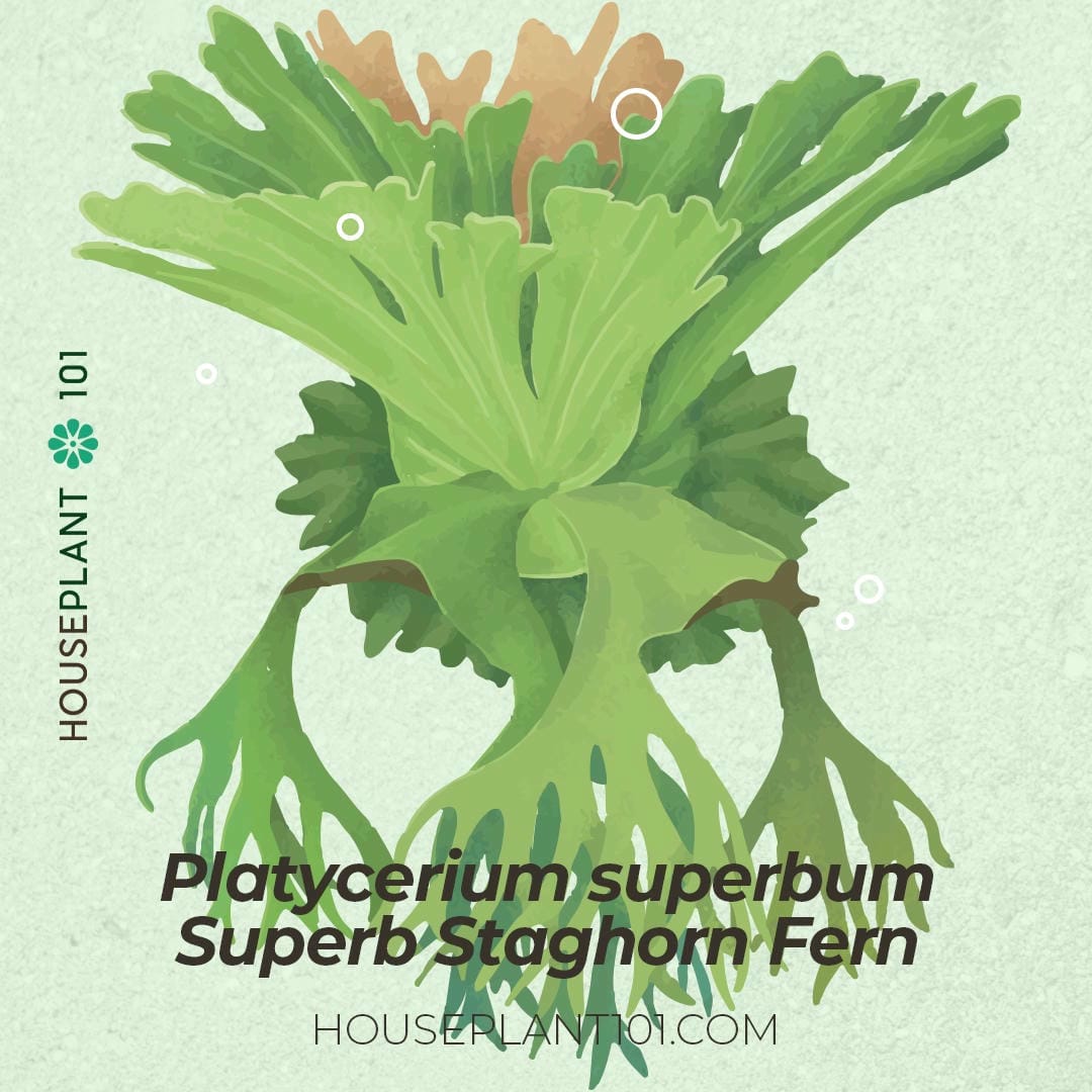 Platycerium superbum (Superb Staghorn Fern) with massive shield fronds