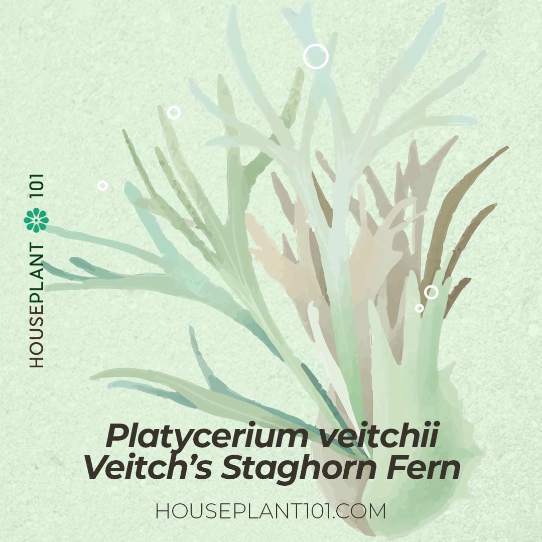 Platycerium veitchii (Silver Elkhorn Fern) with silvery, upright fronds