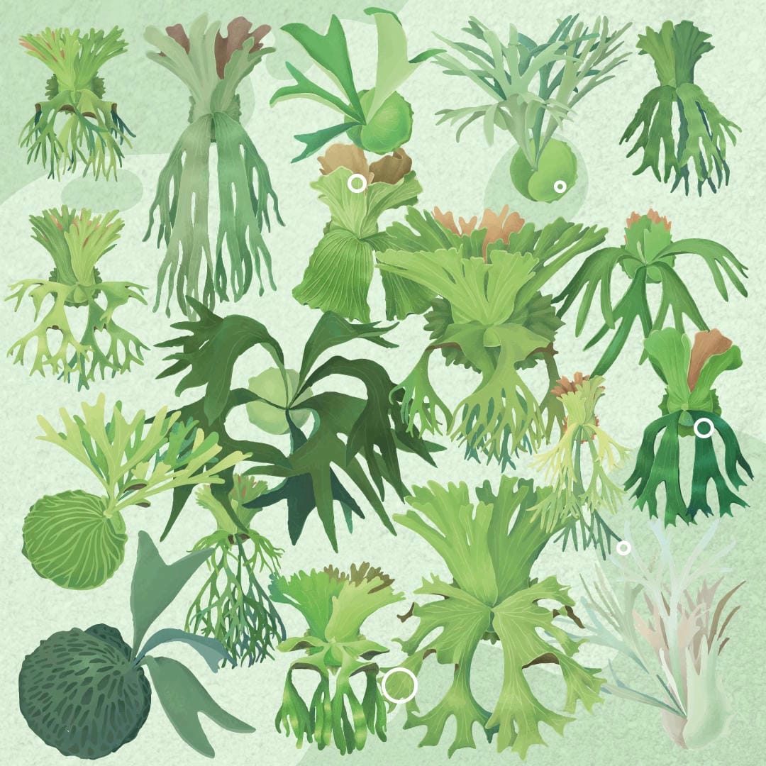 18 Staghorn Fern Varieties, Species, and Types (With Pictures)