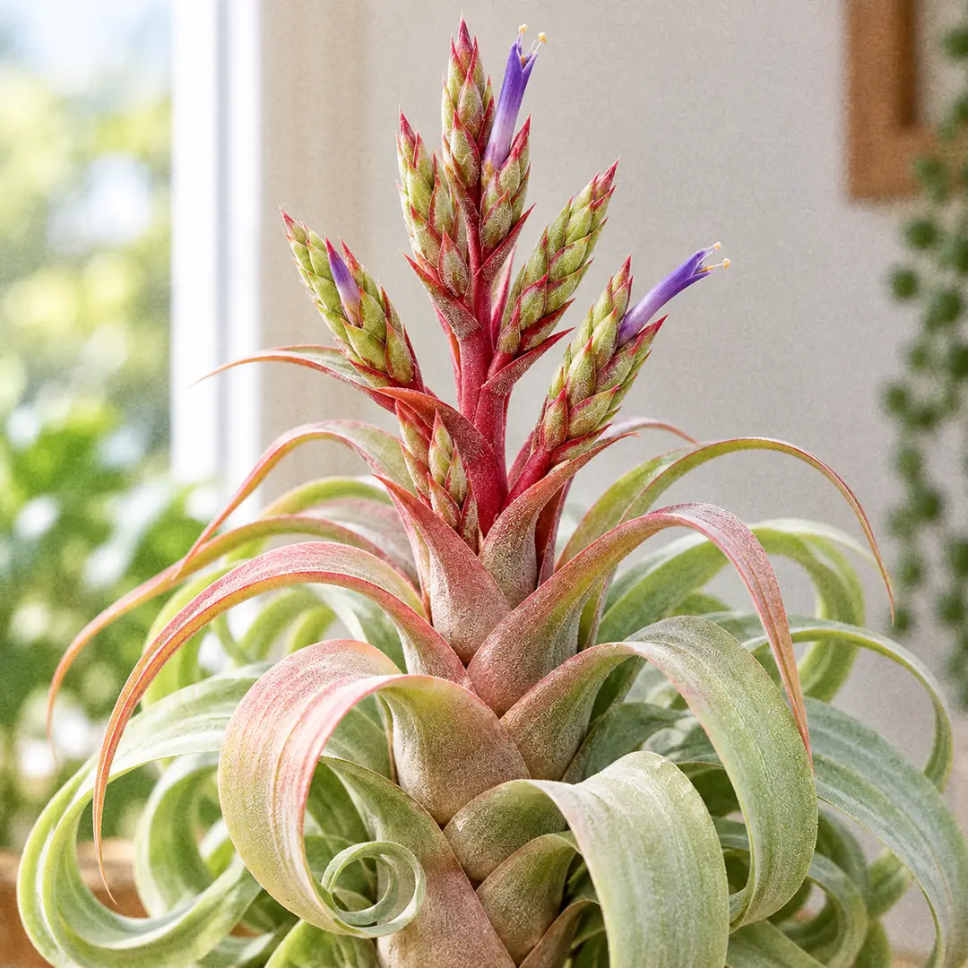 A macro close-up of a blooming Streptophylla Air Plant showing a tall branched carmine-red flower spike with citron-green bracts and slim mauve-purple tubular flowers, against blurred silvery curling foliage