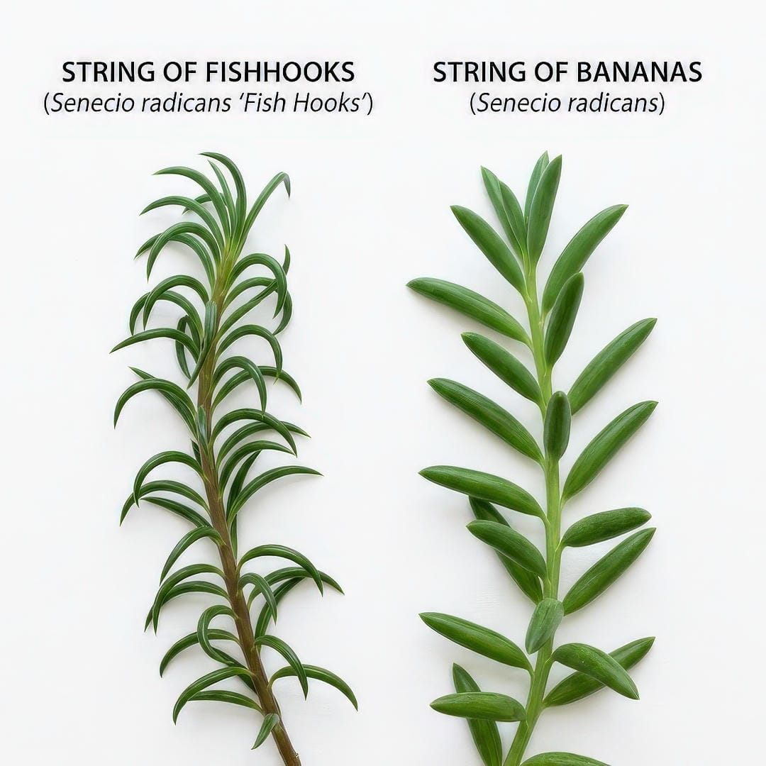 Side-by-side comparison of String of Fishhooks with tightly curved hooks and String of Bananas with wider banana-shaped leaves.