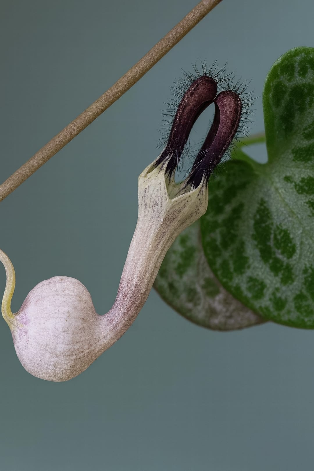 A macro photograph of the unique, lantern-shaped, pinkish-purple flower of a String of Hearts.