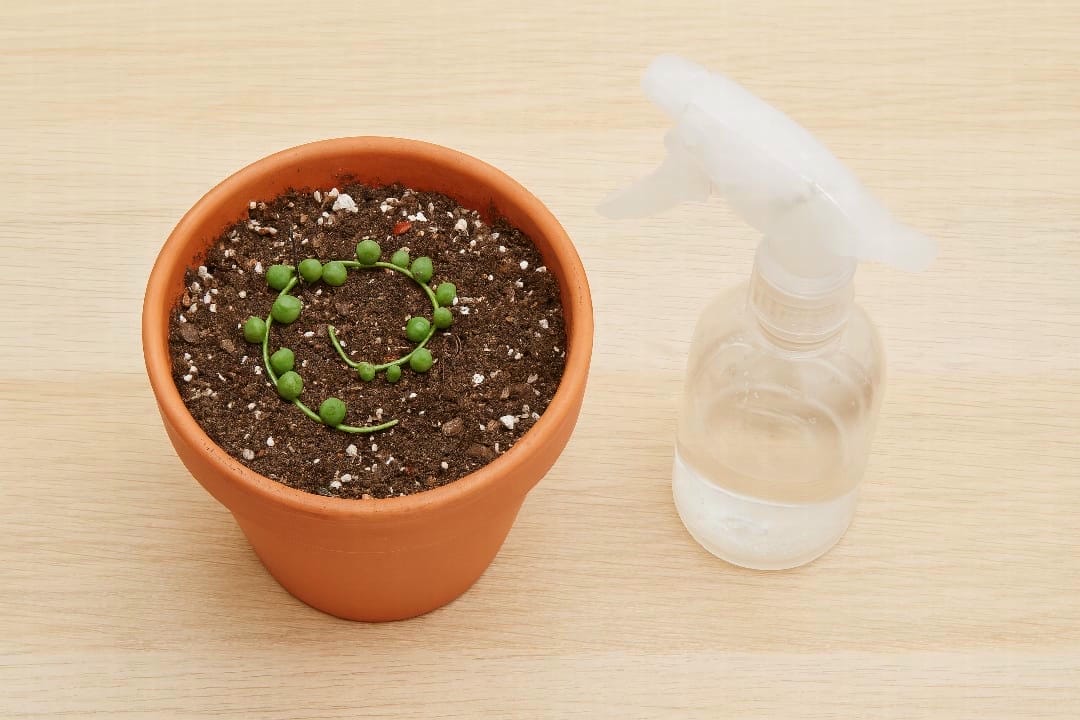 A flat lay image showing a strand of String of Pearls being propagated by laying it across the top of a pot.