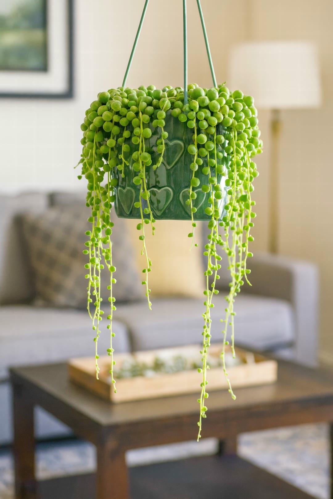 String of Pearls