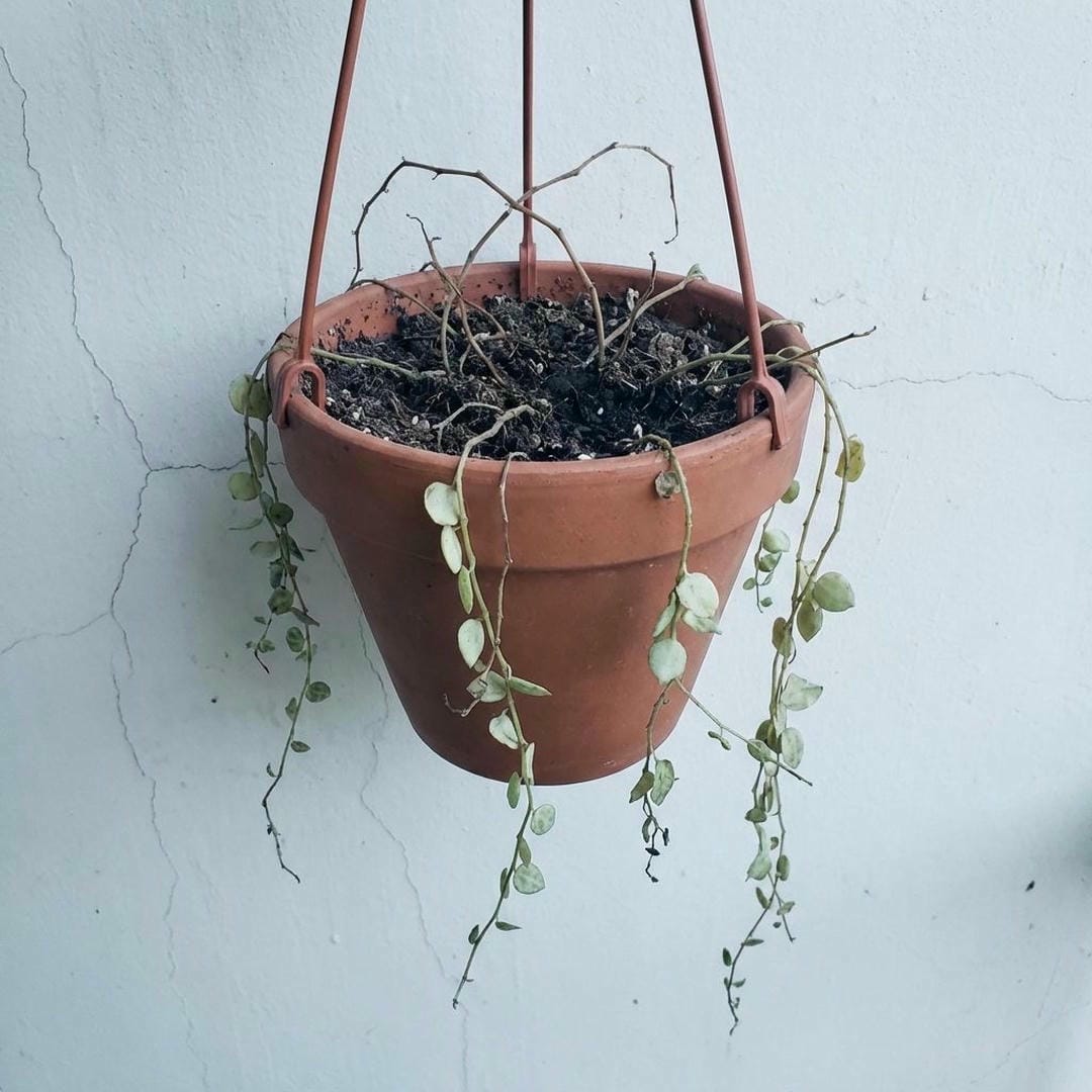 Bald plant with dropped leaves