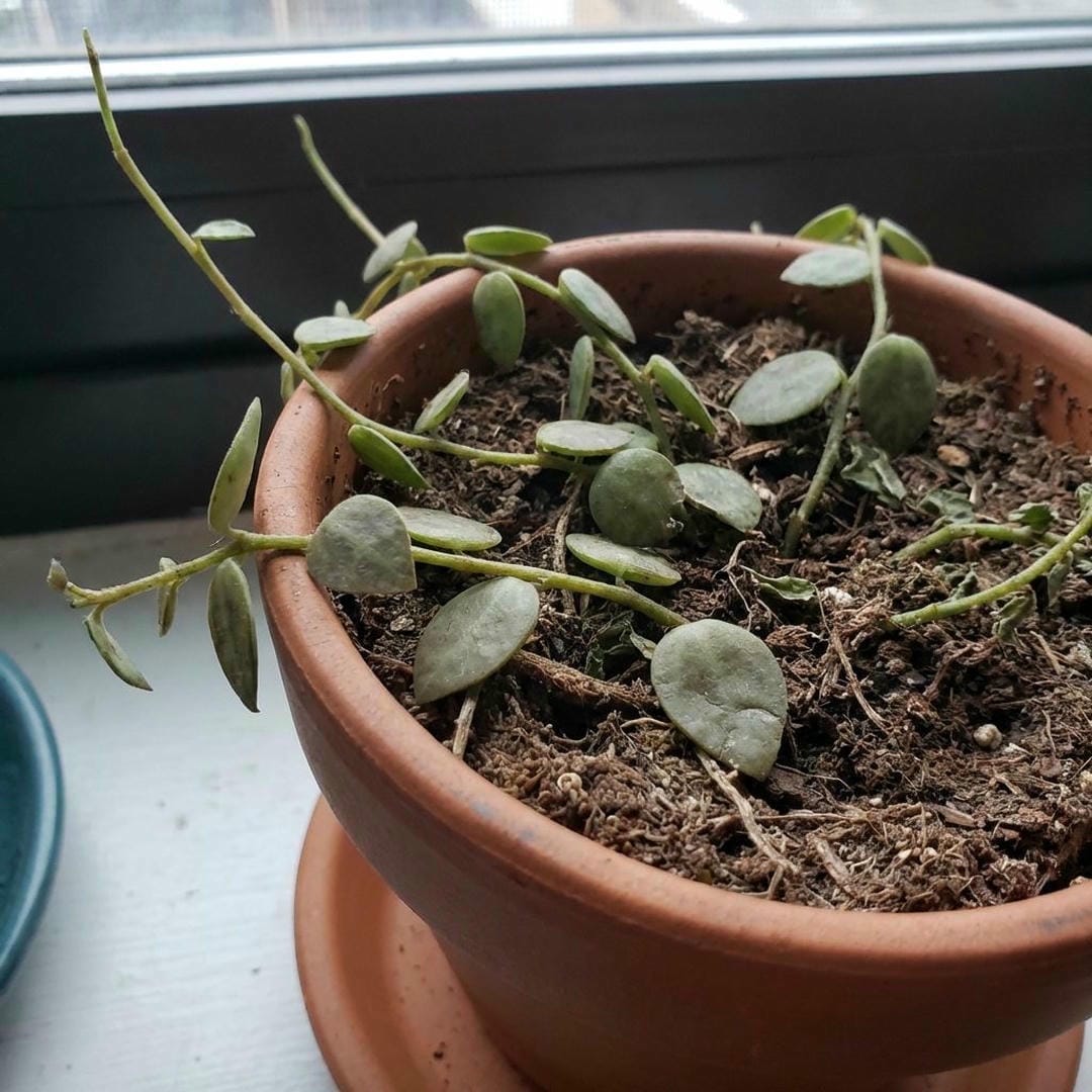 Faded pattern vs high contrast