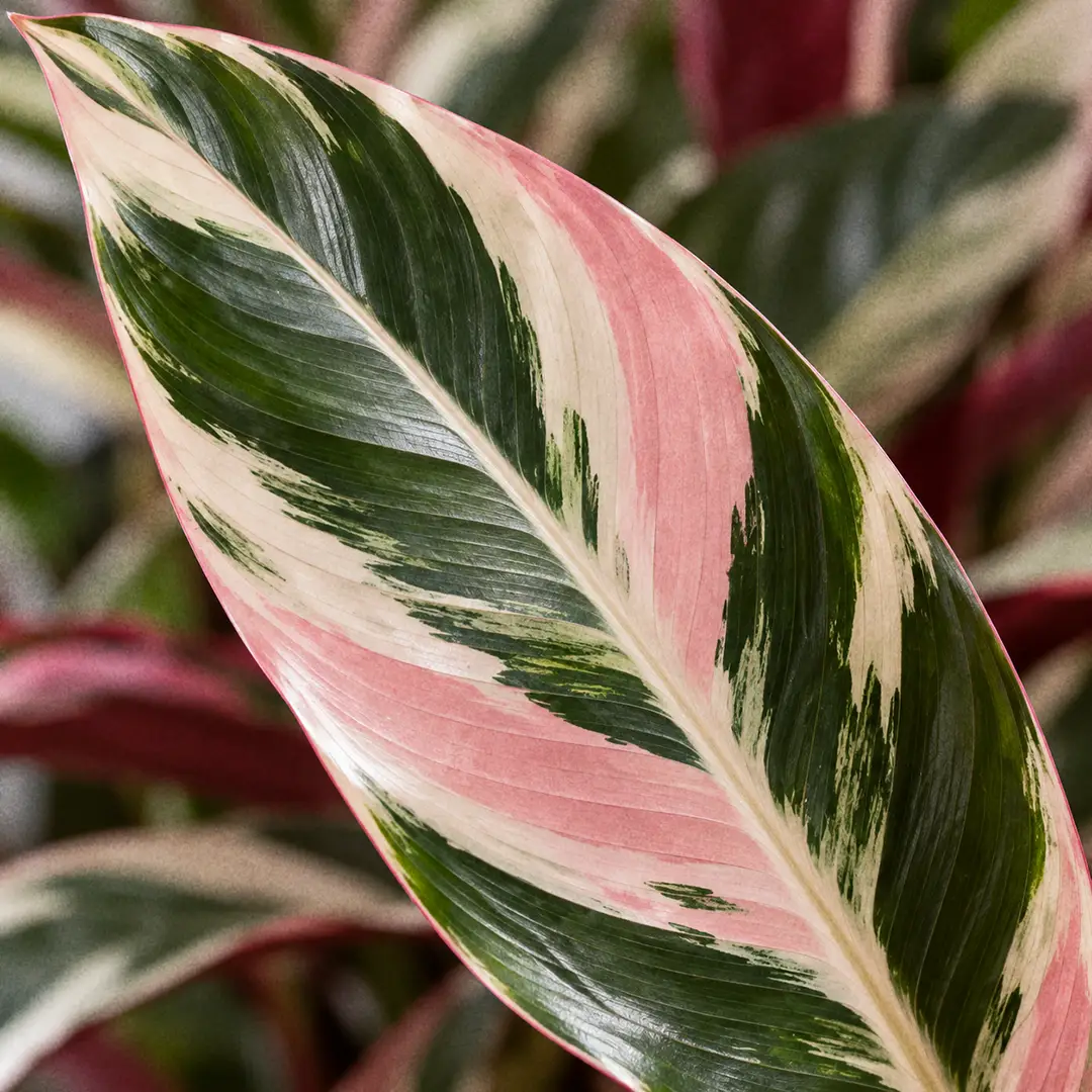A macro close-up of a single Stromanthe Triostar leaf filling the frame, showing irregular brushstroke bands of cream, soft pink and deep green across the upper surface with the pale central midrib clearly visible