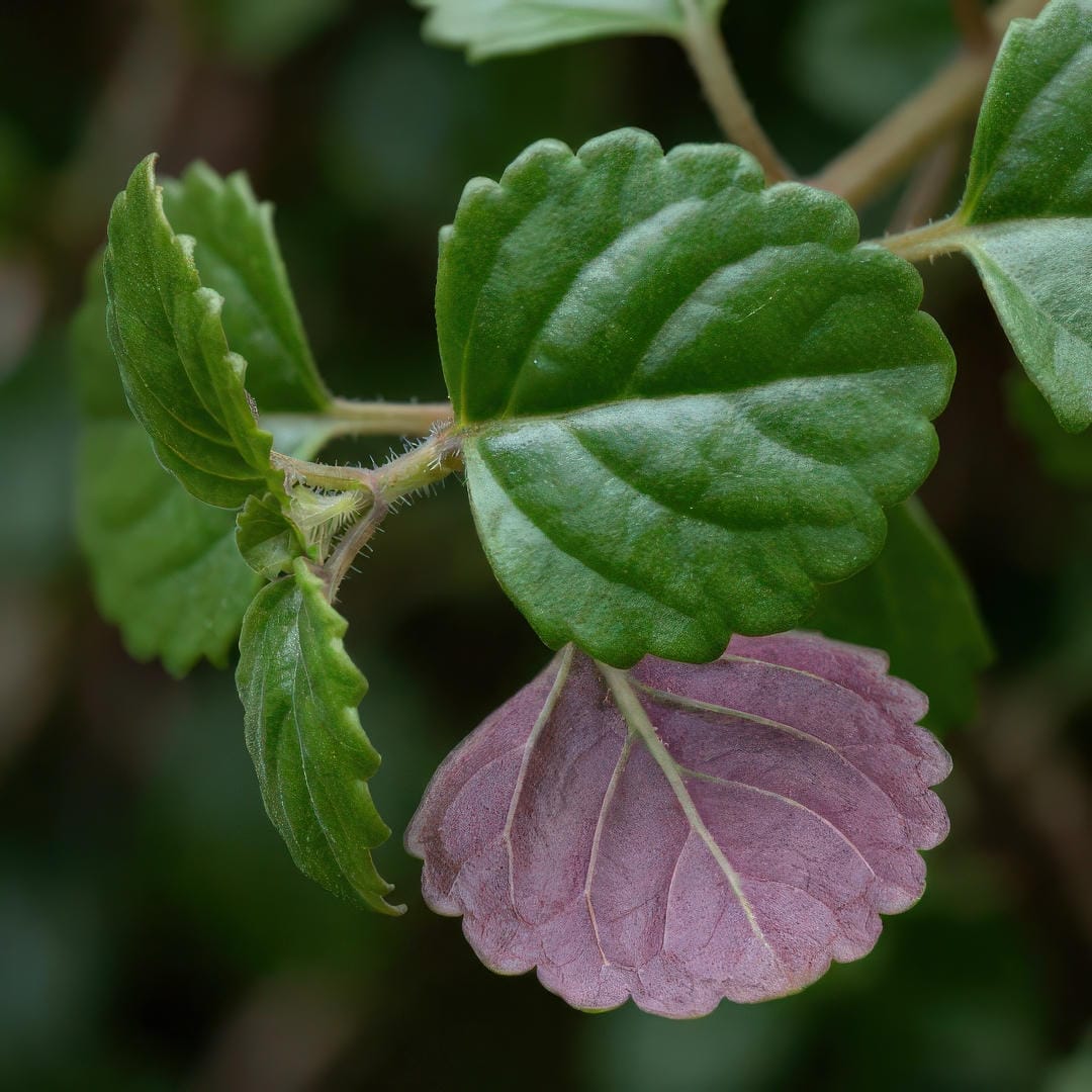Close-up of Swedish Ivy leaves showing their glossy texture and scalloped edges
