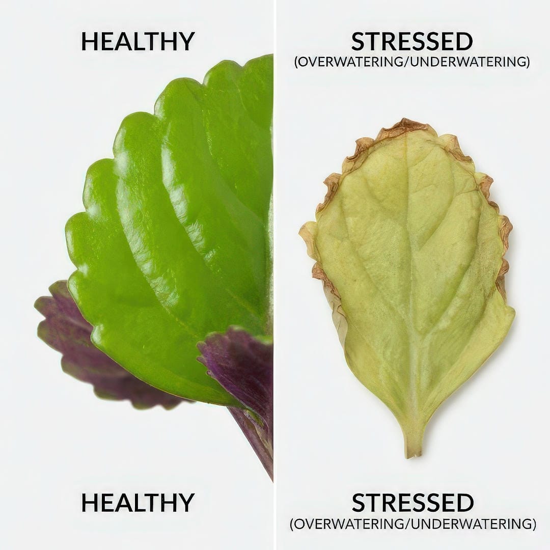 Comparison of healthy vs stressed Swedish Ivy leaves for problem diagnosis