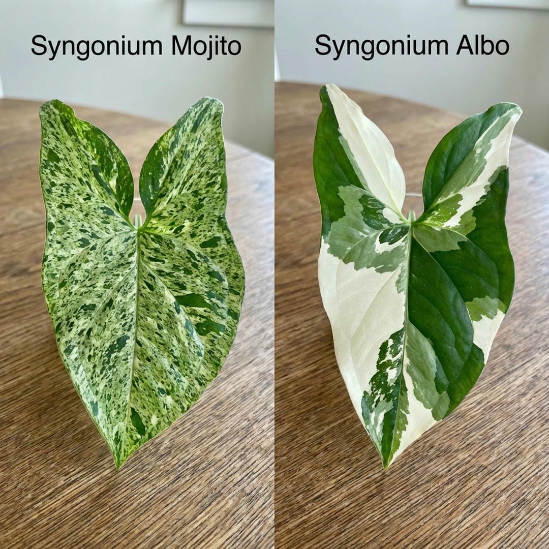 Side-by-side comparison of Syngonium Mojito and Syngonium Albo