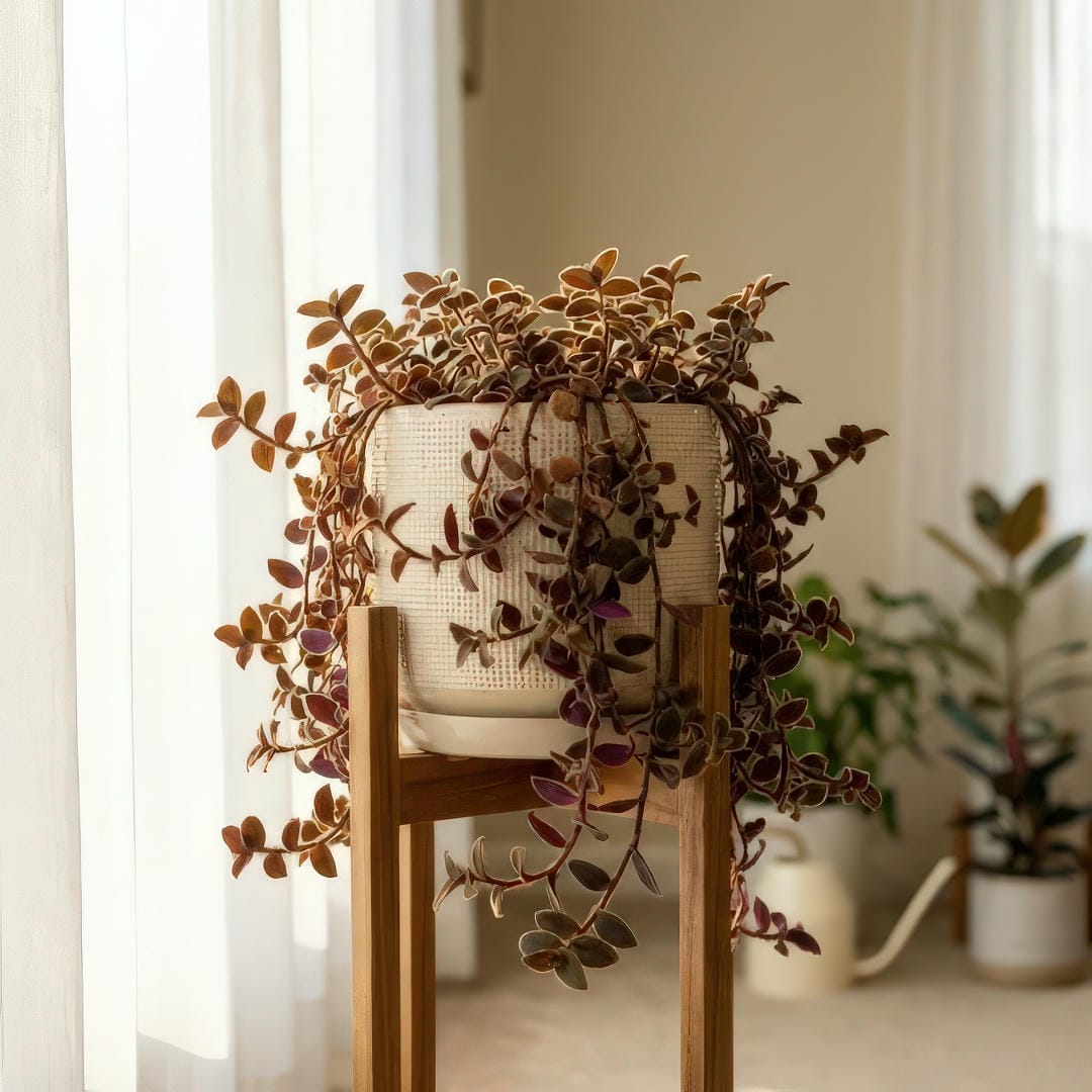 Teddy Bear Vine positioned near a bright window with filtered light showing its fuzzy chocolate-brown texture