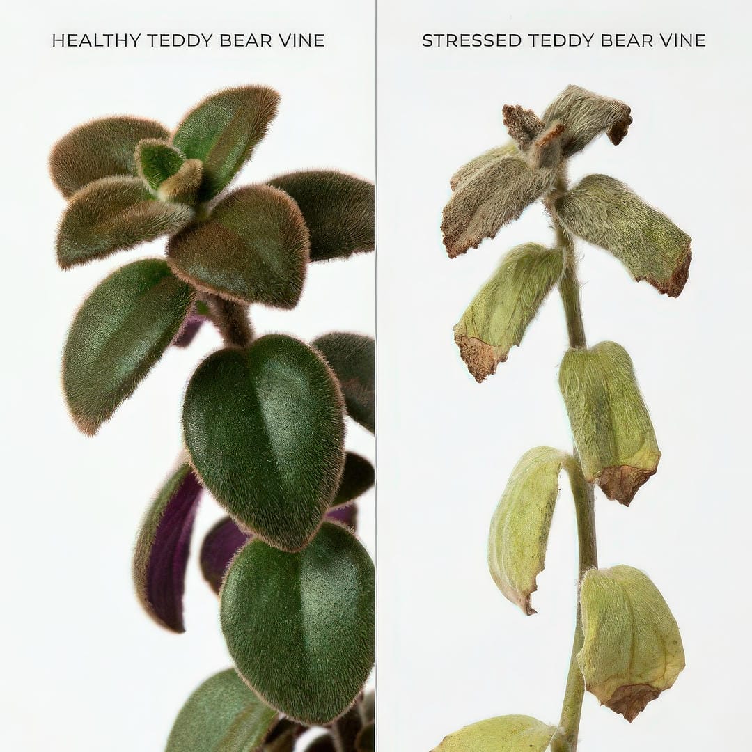 Comparison of healthy vs stressed Teddy Bear Vine for problem diagnosis