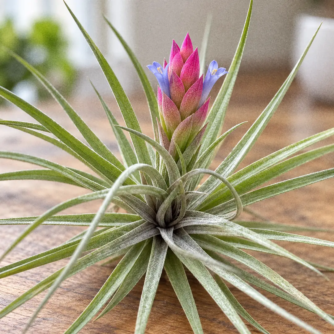 A macro close-up of a Tenuifolia Air Plant in bloom, with a short hot pink bract spike rising from a rosette of stiff narrow green leaves and two small light blue tubular flowers opening from between the bracts, soft window light behind