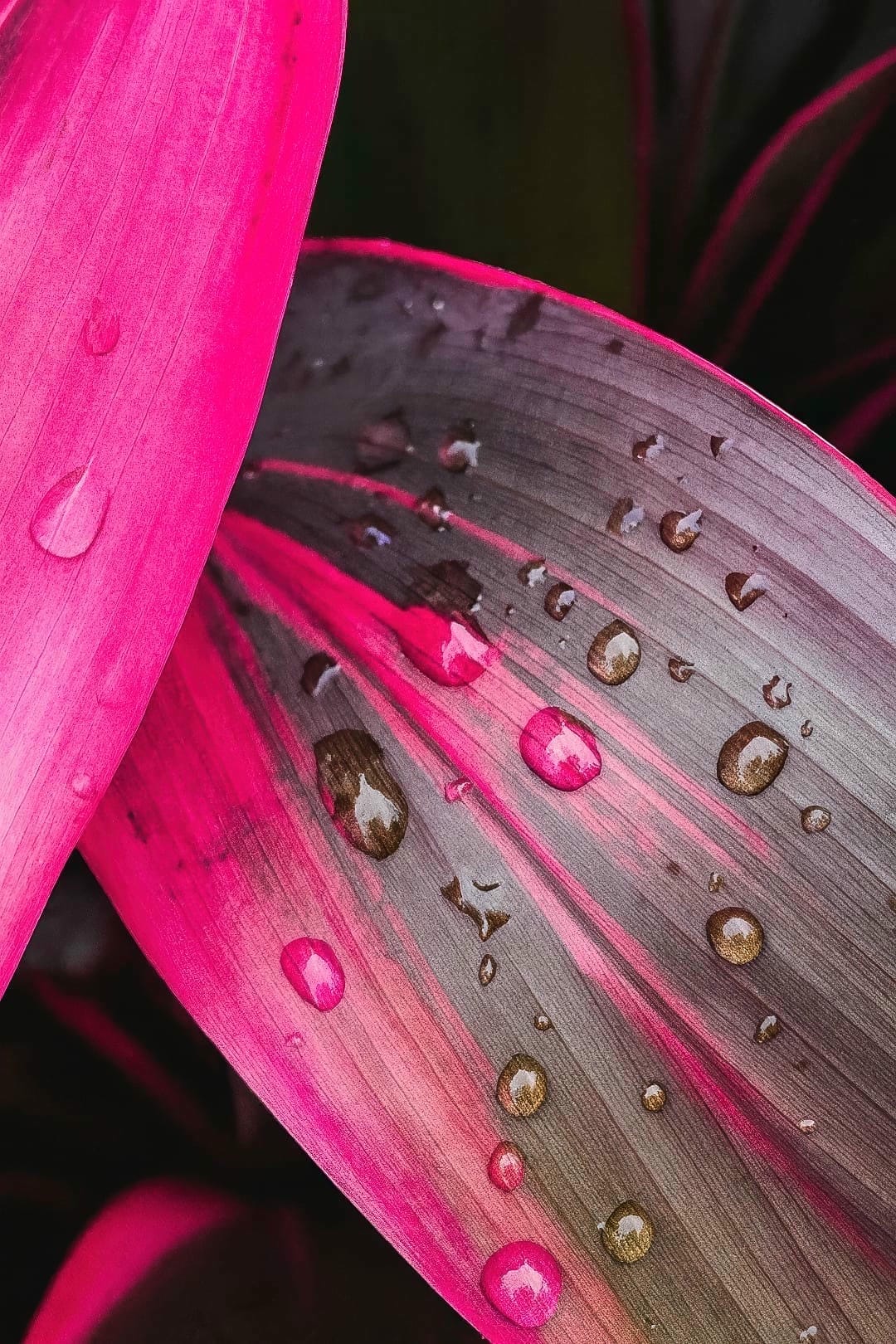 Close-up of the vibrant pink and deep purple leaves of a Cordyline fruticosa plant.