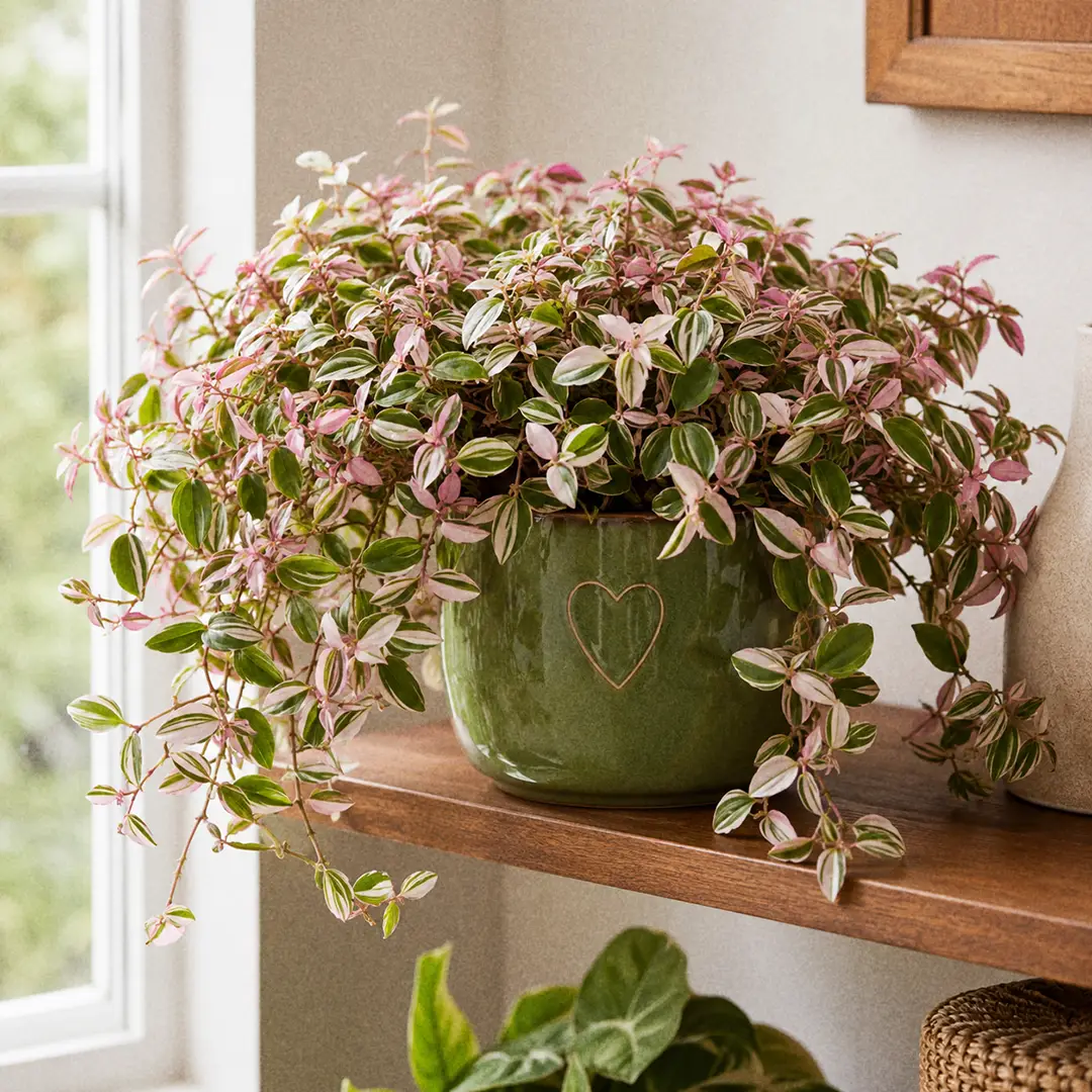 Complete Guide to Tradescantia Fluminensis Care and Growth