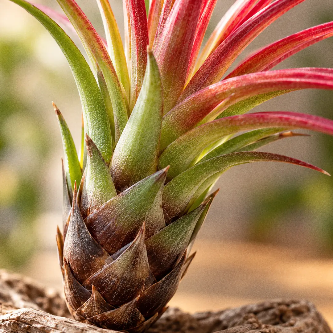 A macro close-up of the base of a Tricolor Air Plant, showing the tightly wrapped dark brown to black leaf sheaths forming a bulbous cup, with smooth green leaves flushed purple-red emerging above it