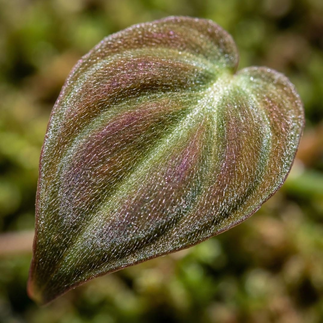 Close-up of the velvety iridescent leaf surface of Philodendron micans showing the texture