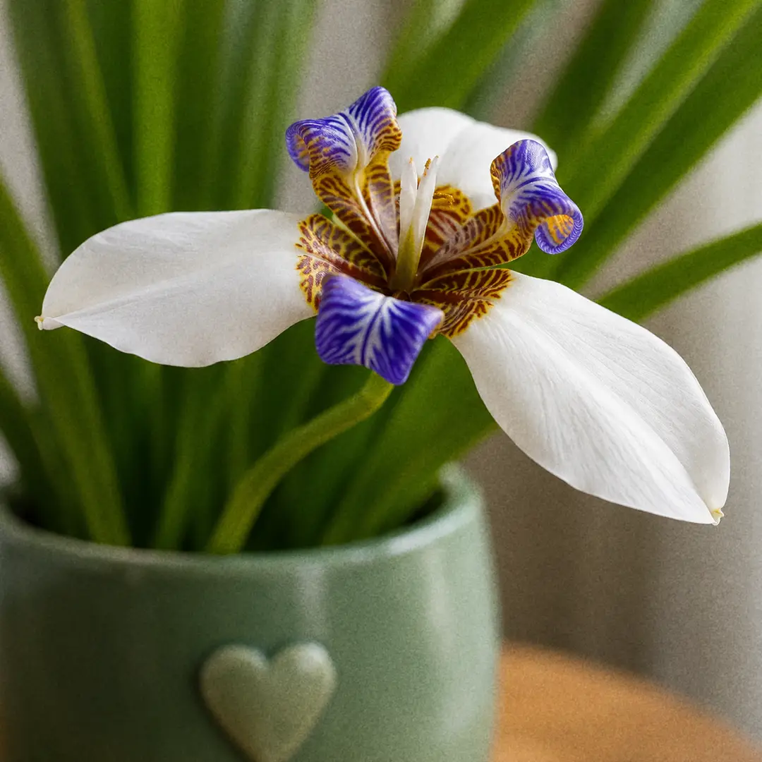 A macro close-up of a single Walking Iris flower with three white outer tepals and three smaller inner tepals banded in violet-blue, yellow, and brown, against soft out-of-focus green sword leaves, the plant in a green ceramic pot with a heart motif near a bright window