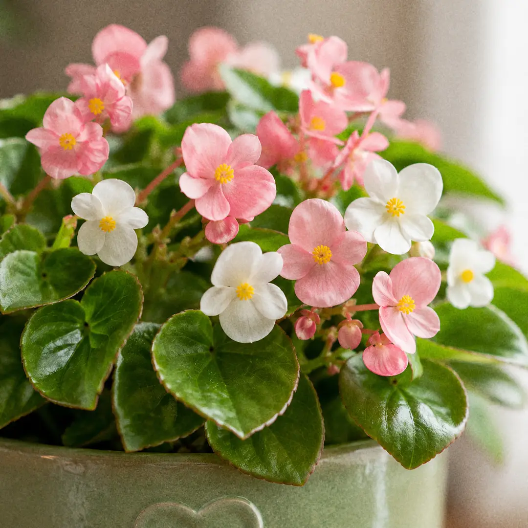 Macro close-up of a Wax Begonia inflorescence with clusters of soft pink and white waxy flowers showing yellow stamens, surrounded by glossy green leaves with a trace of bronze at the edges, in a green ceramic pot with a heart motif against a softly lit window
