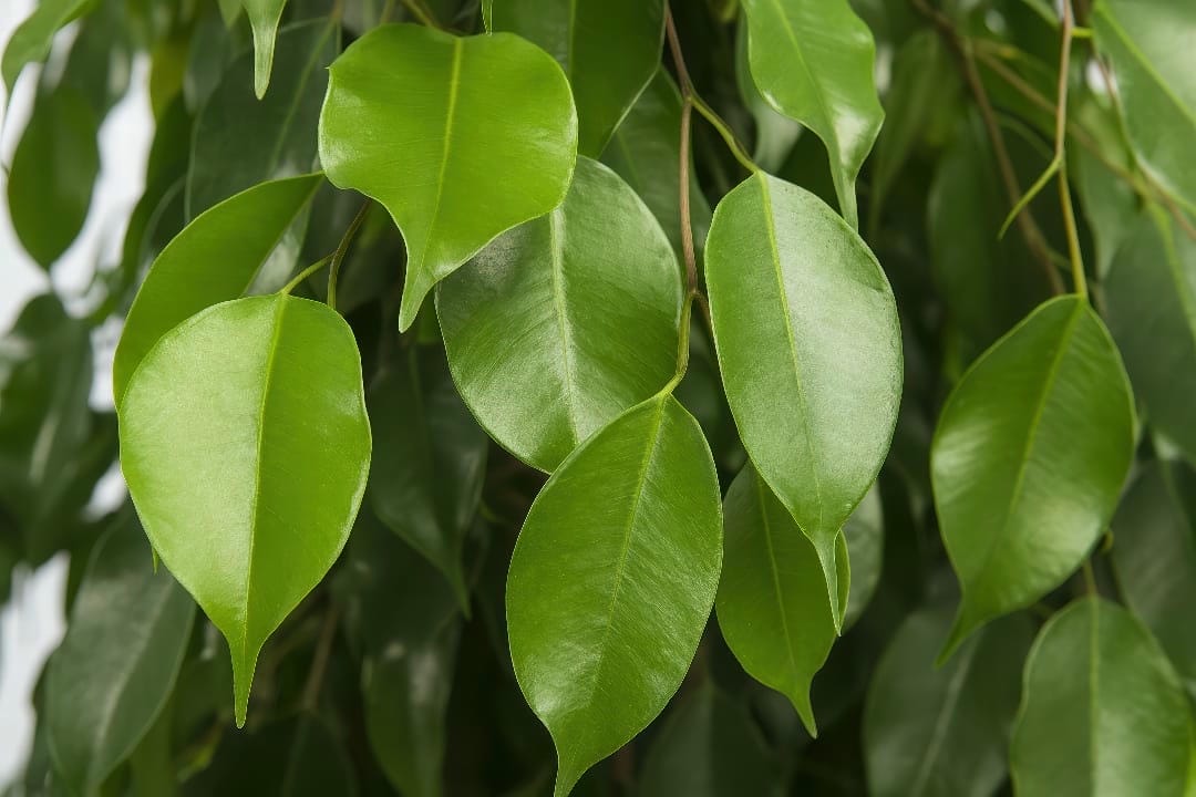 A close-up of the glossy green leaves of a Weeping Fig.