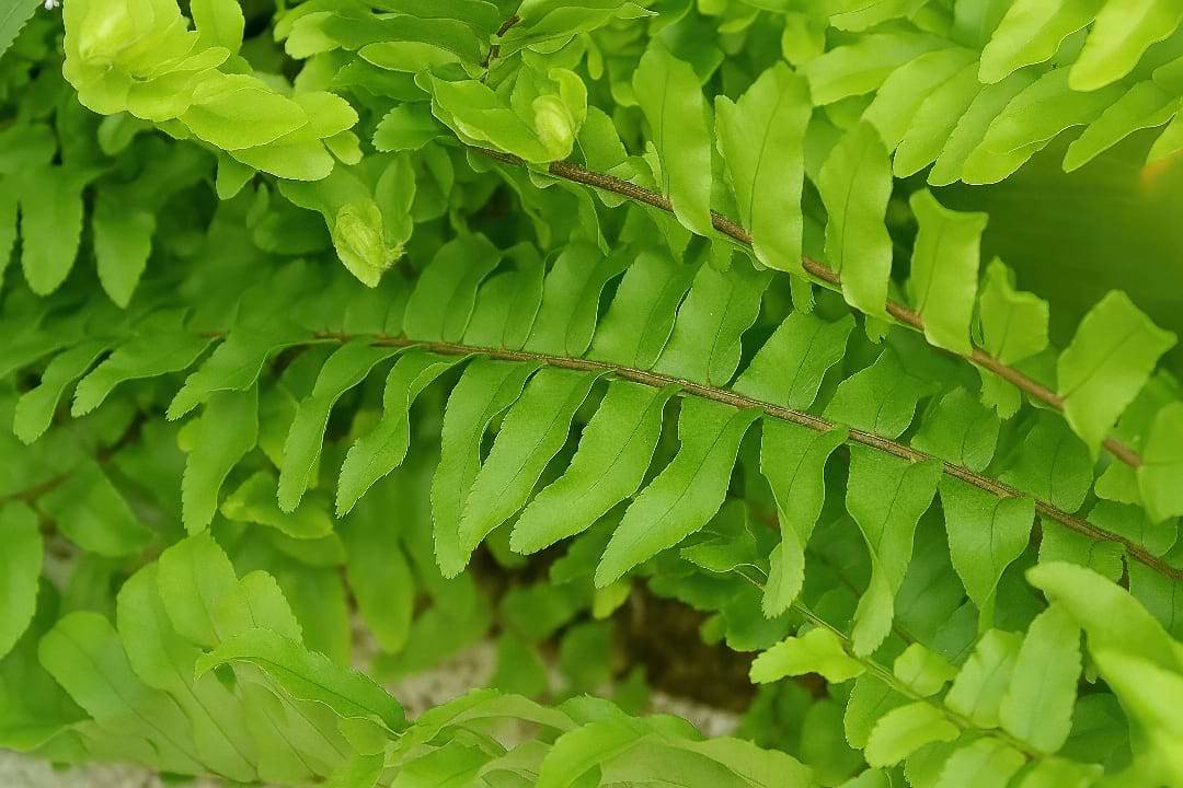 Close-up of the lacy, ruffled fronds of a Whitmanii Fern.