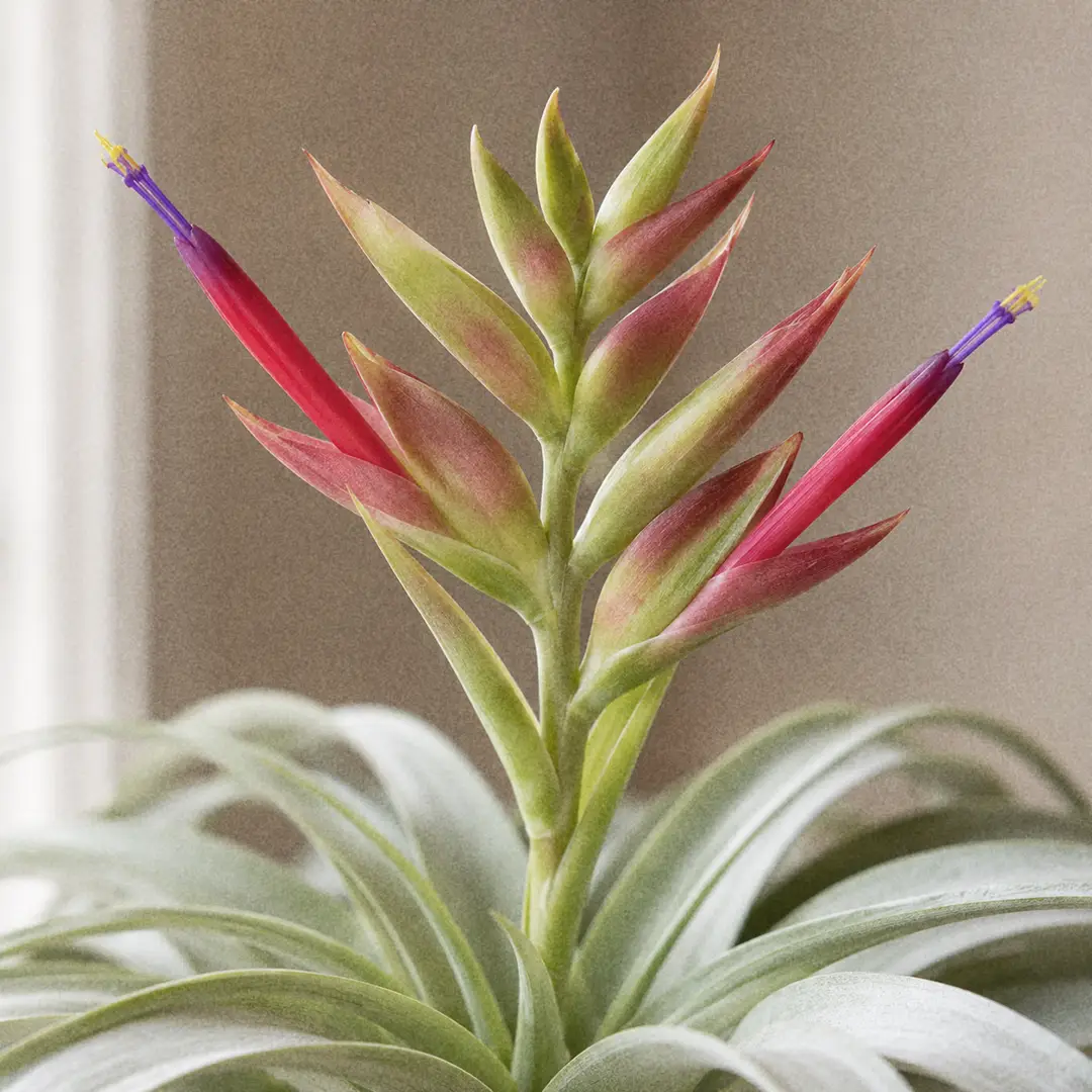 A close-up of a blooming Xerographica Air Plant showing the thick branched flower spike with chartreuse and rosy red bracts and narrow purple tubular flowers emerging